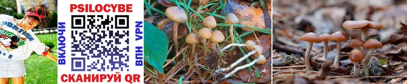 наркота  blacksprut ссылки  Галлюциногенные грибы Psilocybe  Красный Кут 